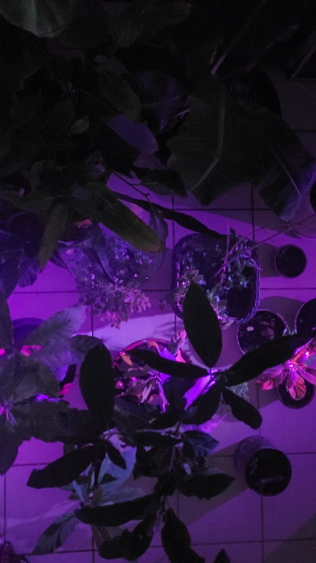 The Grid that Dreamed of Being a Plant