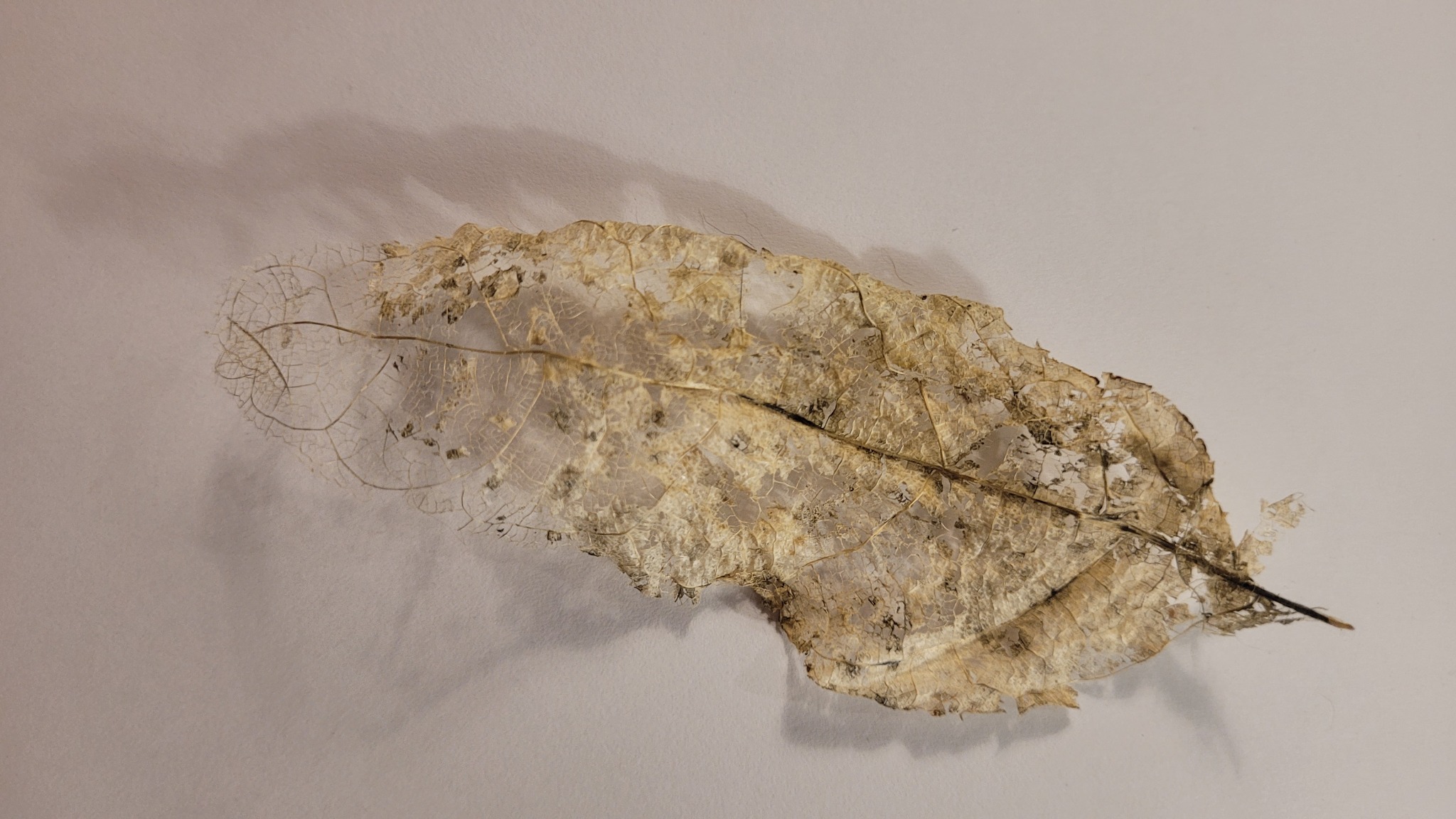 A Dobra Simbiótica: Ecologias da Atenção, Cosmologias Interestelares e a Subversão do Abrigo Normativo