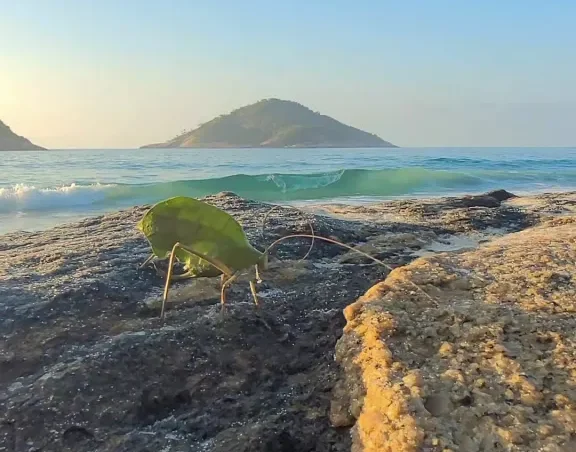 Luxúria Cosmológica e O Domo que Respira